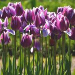 When are tulips in season featured image