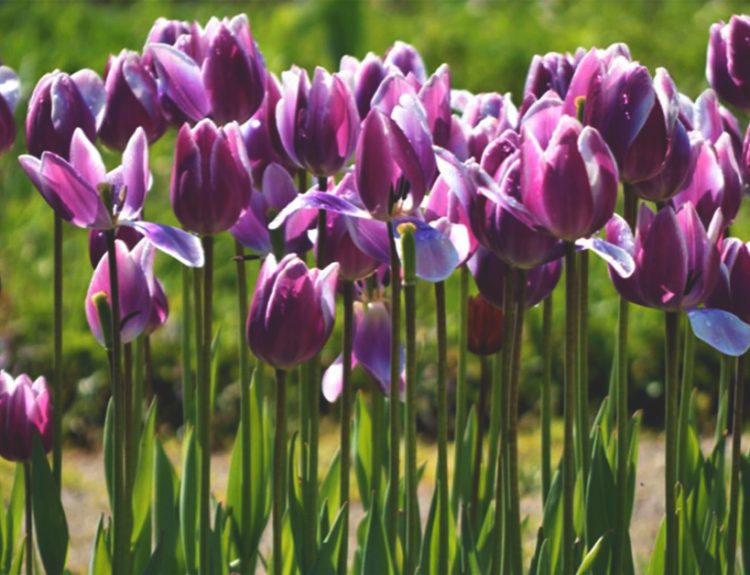 When are tulips in season featured image