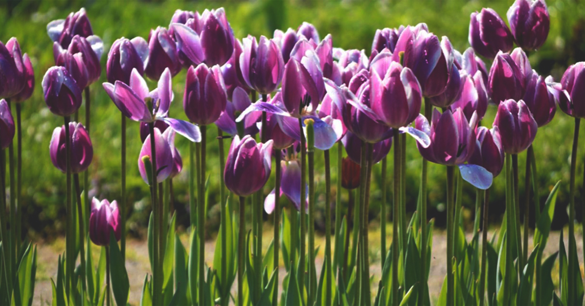 When are tulips in season featured image